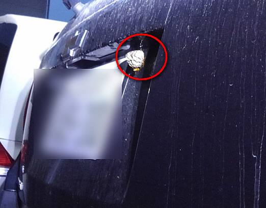 アシナガバチ注意点自家用車